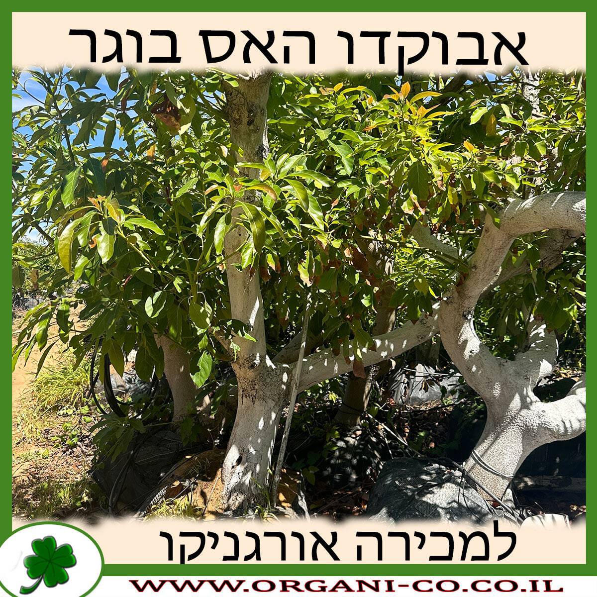 אבוקדו האס בוגר למכירה - מחיר