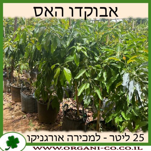 אבוקדו האס 25 ליטר למכירה - מחיר