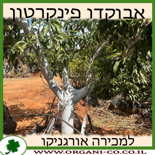 אבוקדו פינקרטון בוגר למכירה - מחיר