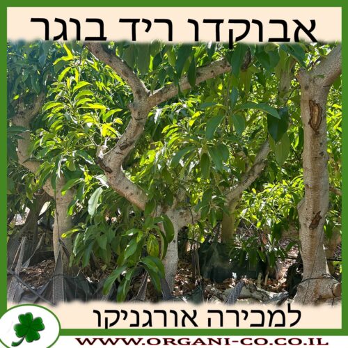 אבוקדו ריד בוגר למכירה - מחיר