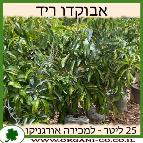 אבוקדו ריד 25 ליטר למכירה - מחיר