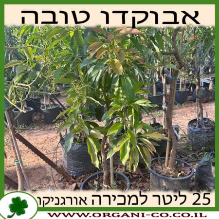 אבוקדו טובה - ננסי - 25 ליטר למכירה מחיר