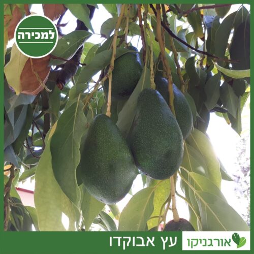 עץ אבוקדו למכירה - מחיר