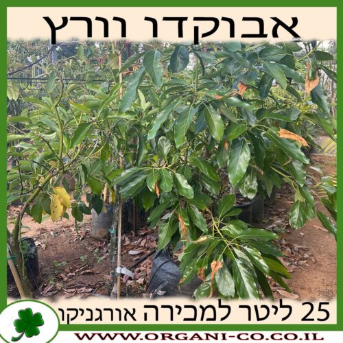 אבוקדו וורץ - ננסי - 25 ליטר למכירה - מחיר