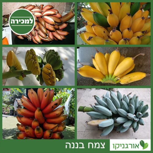 עצי בננה למכירה - מחיר - בננות