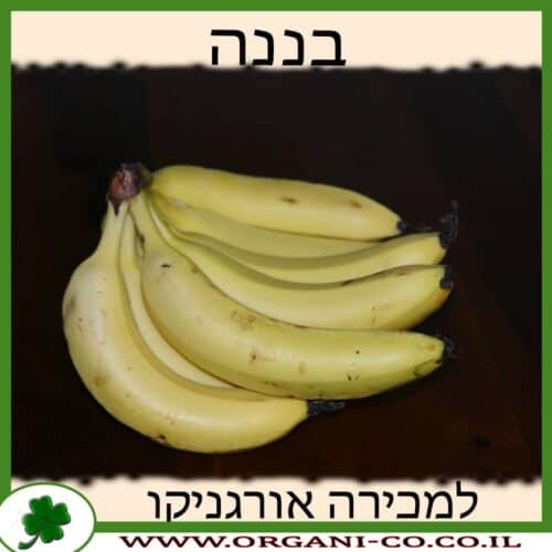 עץ בננה למכירה - מחיר