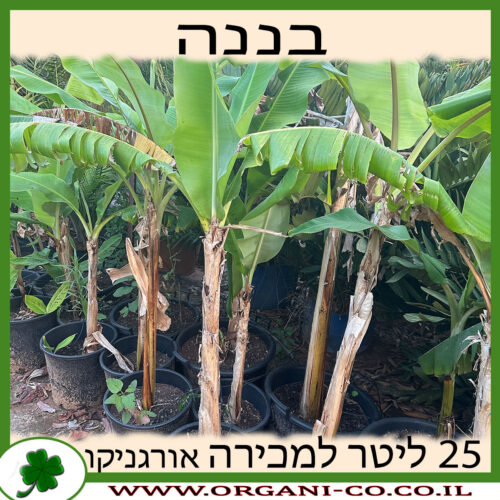 עץ בננה 25 ליטר למכירה - מחיר