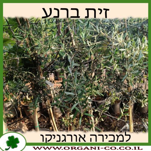 עץ זית ברנע 25 ליטר למכירה - מחיר