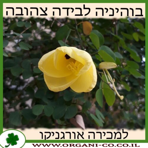 בוהיניה לבידה צהובה למכירה - מחיר