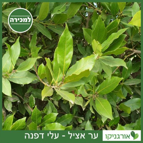 ער אציל למכירה - מחיר