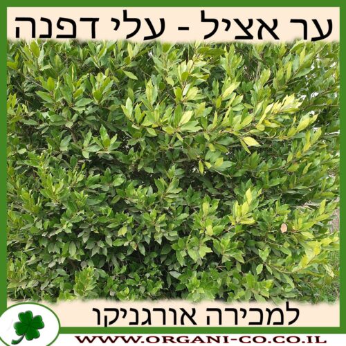 ער אציל עלי דפנה למכירה - מחיר