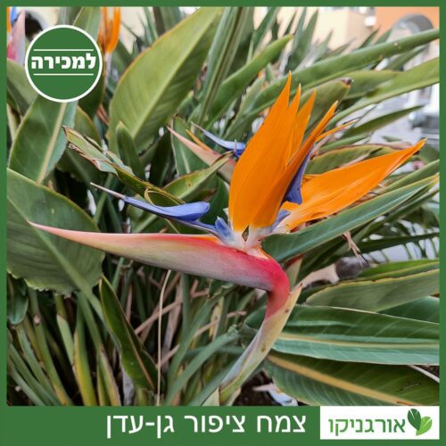 ציפור גן-עדן צמח למכירה - מחיר