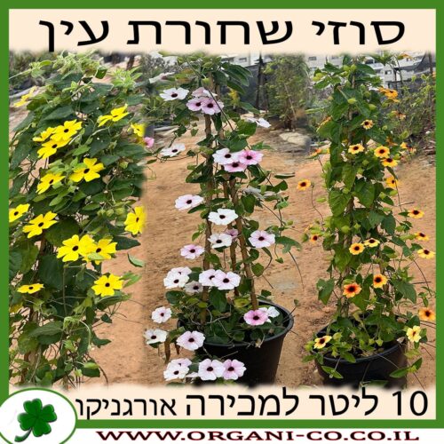 סוזי שחורת העין - מגוון צבעים - 10 ליטר למכירה - מחיר