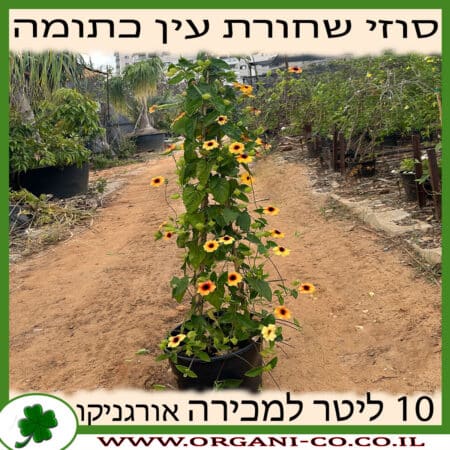 סוזי שחורת העין - כתום - 10 ליטר למכירה - מחיר