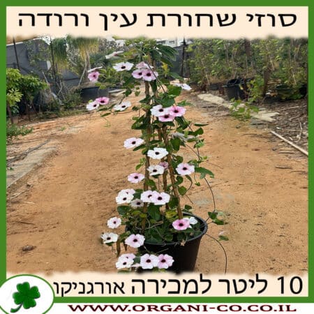 סוזי שחורת העין - ורוד - 10 ליטר למכירה - מחיר