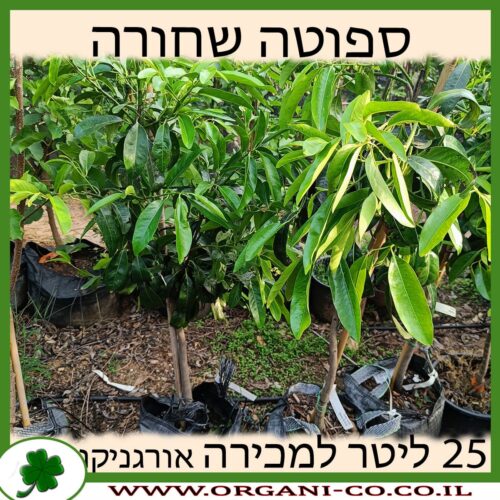 ספוטה שחורה 25 ליטר למכירה - מחיר