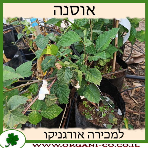 אוסנה למכירה - מחיר