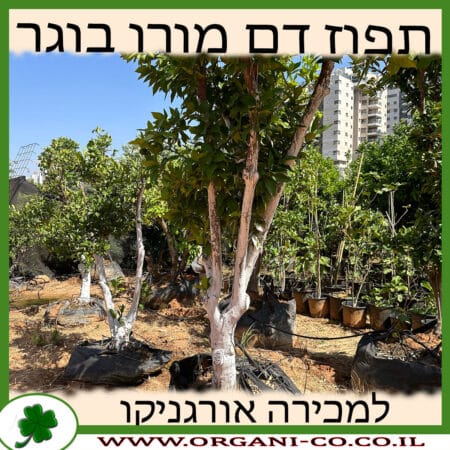 תפוז דם בוגר 6-8 צול למכירה - מחיר