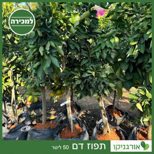 תפוז דם 50 ליטר למכירה - מחיר