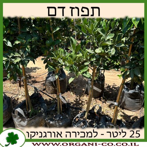 תפוז דם 25 ליטר למכירה - מחיר