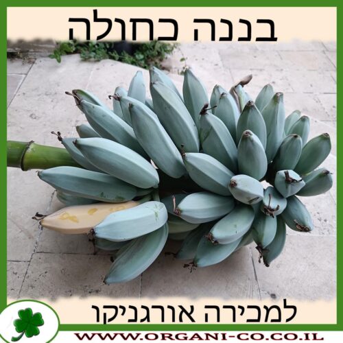 בננה כחולה למכירה - מחיר