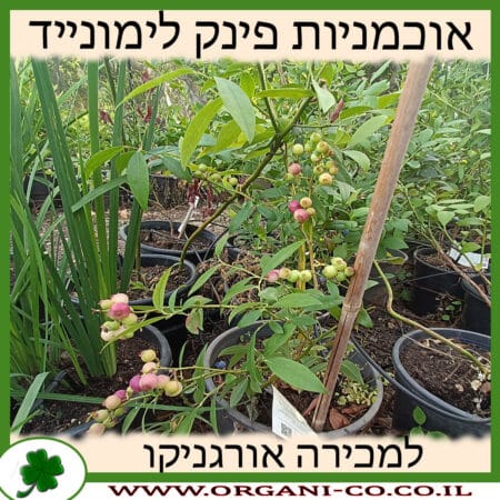 אוכמניות פינק למונייד (ורודות) 10 ליטר למכירה - מחיר