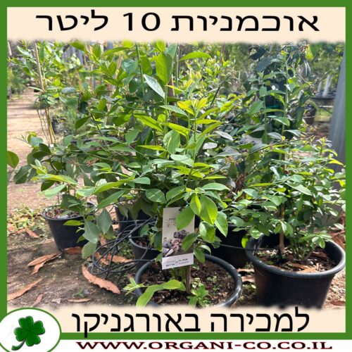 אוכמניות בילוקסי 10 ליטר למכירה, מחיר