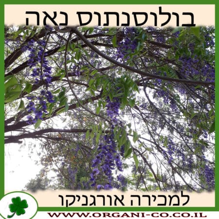 בולוסנתוס נאה למכירה - מחיר