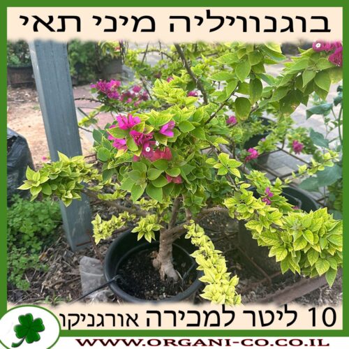 בוגנוויליה מיני תאי 10 ליטר למכירה