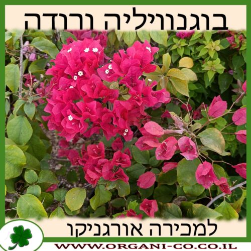 בוגנוויליה ורודה למכירה - מחיר