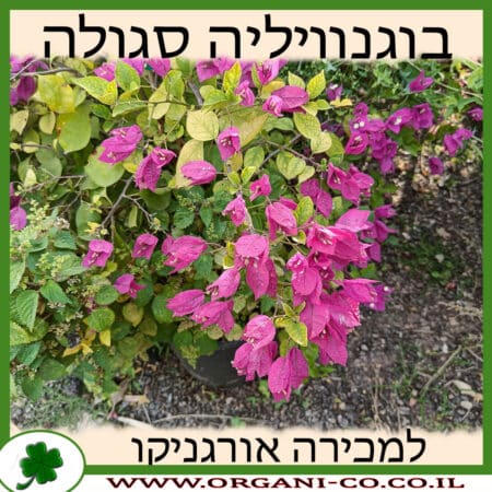 בוגנוויליה סגולה למכירה - מחיר