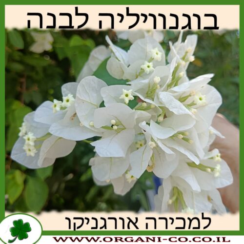 בוגנוויליה - צבע לבן - למכירה - מחיר