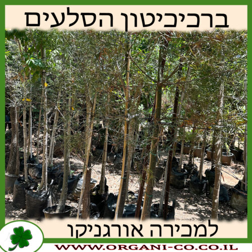 ברכיכיטון הסלעים 25 ליטר למכירה - מחיר