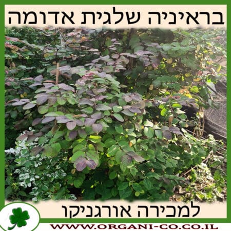 בראיניה שלגית אדומה 10 ליטר למכירה - מחיר