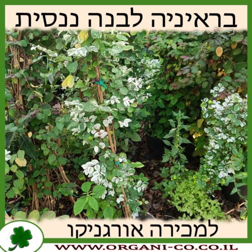 בראיניה לבנה ננסית 10 ליטר למכירה - מחיר