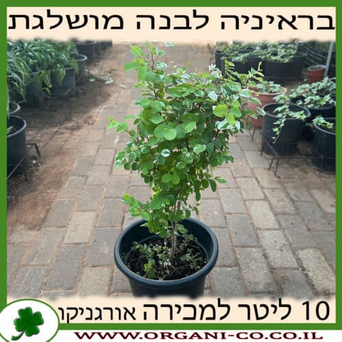 בראיניה לבנה (מושלגת) 10 ליטר למכירה