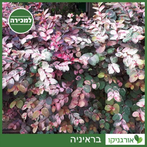 בראיניה למכירה - מחיר