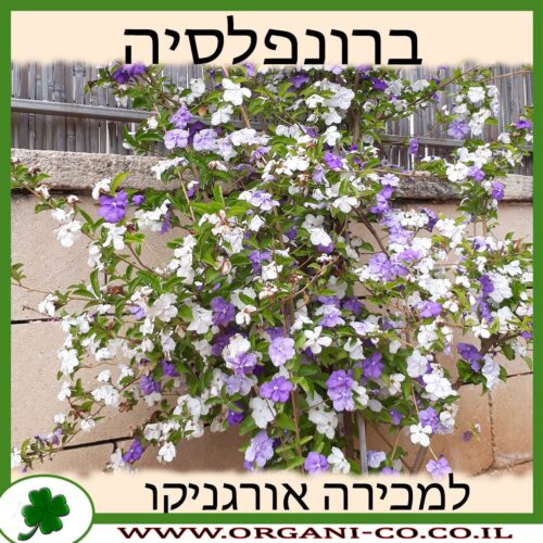 ברונפלסיה גביענית למכירה - מחיר