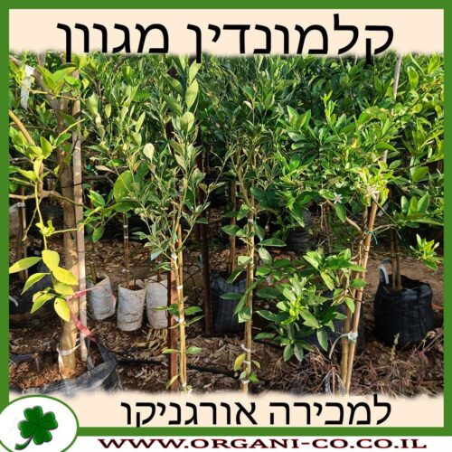 קלמונדין מגוון למכירה - מחיר