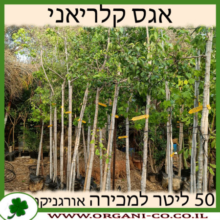 אגס קלריאני 50 ליטר למכירה - מחיר