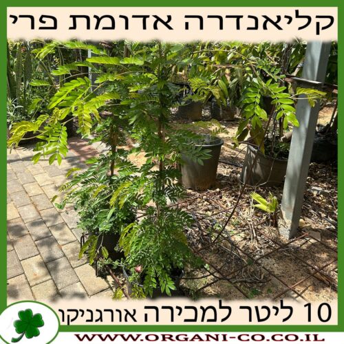 קליאנדרה אדומת פרי 10 ליטר למכירה - מחיר