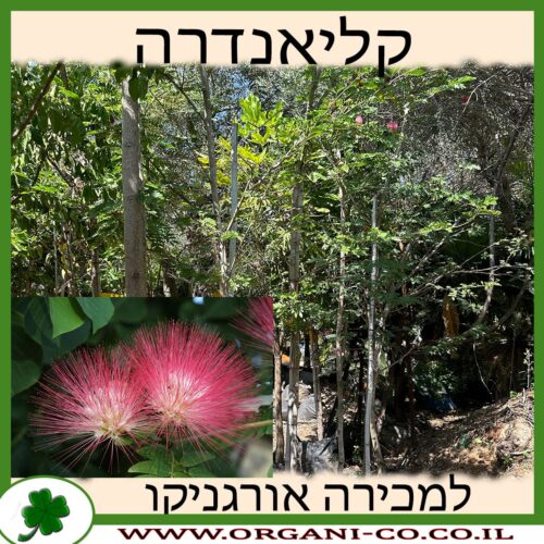 קליאנדרה למכירה - מחיר