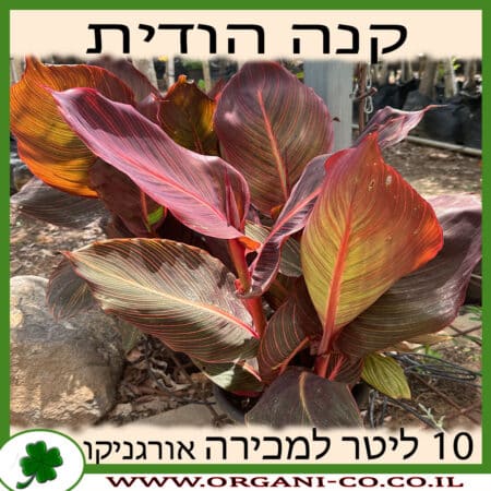 קנה הודית - מגוון צבעים - 10 ליטר למכירה - מחיר