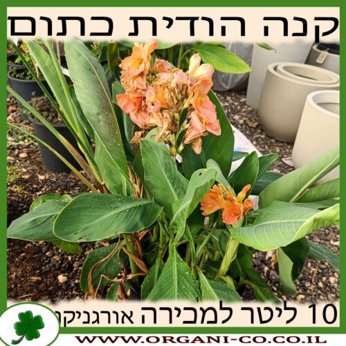 קנה הודית פרח כתום 10 ליטר למכירה - מחיר