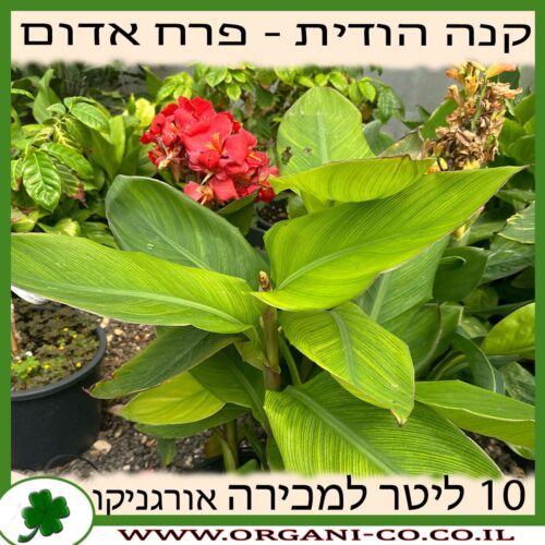 קנה הודית פרח אדום 10 ליטר למכירה - מחיר