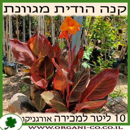 קנה הודית מגוונת - 10 ליטר למכירה - מחיר