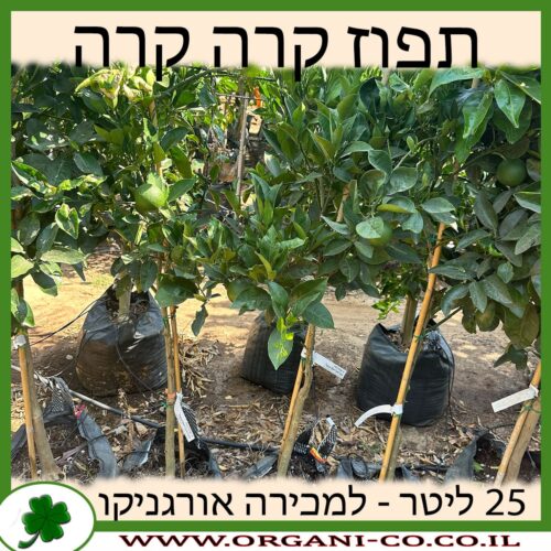 תפוז קרה קרה 25 ליטר למכירה - מחיר