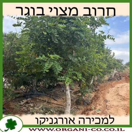 חרוב מצוי נקבה בוגר למכירה - מחיר