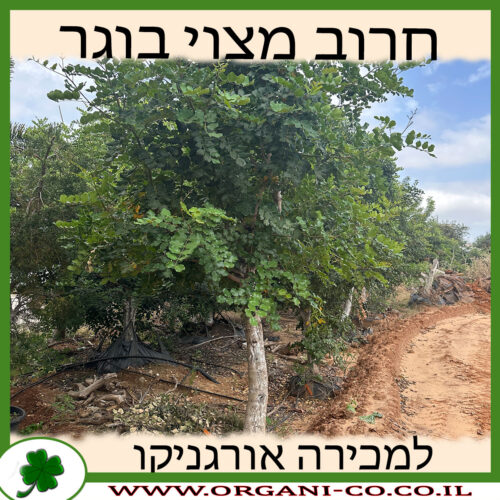 חרוב מצוי נקבה בוגר למכירה - מחיר