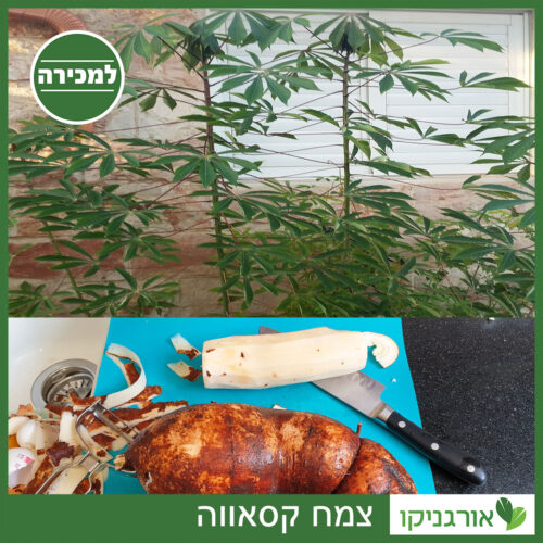 צמח קסאווה למכירה - מחיר